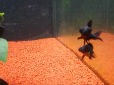 Ribniske ribe pajcolanka crna