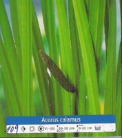 Ribniske rastline Acorus Calamus