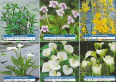 Ribniske rastline Cvetoce vodne rastline
