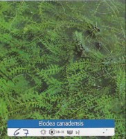 Ribniske rastline Elodea Canadensis