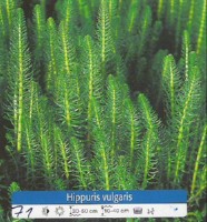 Ribniske rastline Hippuris Vulgaris
