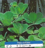Ribniske rastline Plavajoca rastlina - Pistia Stratiotes