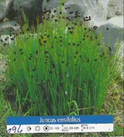 Ribniske rastline RAstlina za rastlinski filter - Juncus Ensifolius