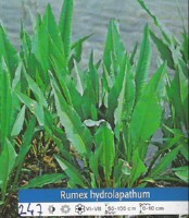 Ribniske rastline Rastlinski filter - Rumex Hydrolapathum