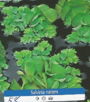 Ribniske rastline Salvinia Natans
