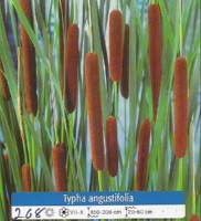 Ribniske rastline Typha Angustifolia