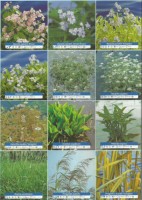 Ribniske rastline cvetoce rastline 1