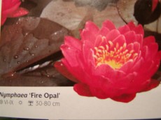 Ribniske rastline lokvanj - nymphaea Fire Opal