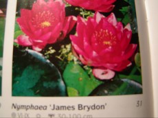 Ribniske rastline lokvanj - nymphaea James Brydon