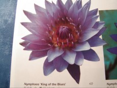 Ribniske rastline lokvanj - nymphaea King of the Blues