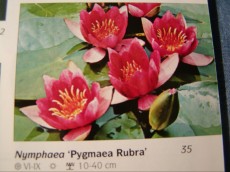 Ribniske rastline lokvanj - nymphaea Pygmaea Rubra