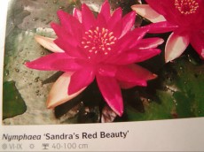 Ribniske rastline lokvanj - nymphaea Sandras Red Beauty