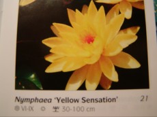Ribniske rastline lokvanj - nymphaea Yellow Sensation