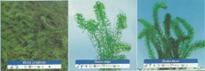 Ribniske rastline oksigenatorji 2
