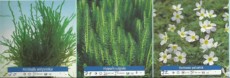 Ribniske rastline oksigenatorji 3