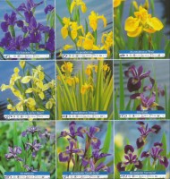 Ribniske rastline vodne okrasne rastline - Iris
