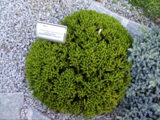 Rastline za skalnjak P1010032