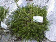 Rastline za skalnjak P1010034