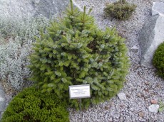 Rastline za skalnjak P1010038