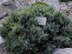 Rastline za skalnjak P1010041