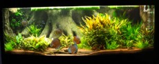 SLADKOVODEN AKVARIJ - domac prostor  CO2 naprava za akvarij 