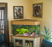 SLADKOVODEN AKVARIJ - domac prostor  akvarij v jedilnici
