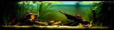 SLADKOVODEN AKVARIJ - domac prostor  osvetlitev akvarija
