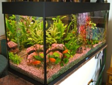 SLADKOVODEN AKVARIJ - domac prostor  sladkovoden akvarij