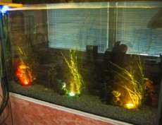 SLADKOVODEN AKVARIJ - domac prostor  sladkovoden akvarij malce drugace