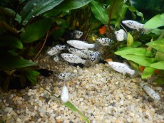 Zivorodke Poecilia sphenops - moly dalmatin