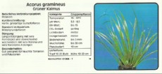 Akvarijske rastline Acorus gramineus
