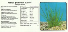 Akvarijske rastline Acorus gramineus pusillus