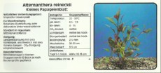 Akvarijske rastline Alternanthera reineckii