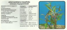 Akvarijske rastline Alternanthera rosaefolia