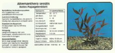 Akvarijske rastline Alternanthera sessilis