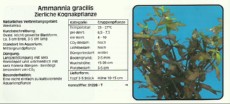 Akvarijske rastline Ammannia gracilis