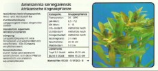 Akvarijske rastline Ammannia senegalensis