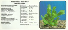 Akvarijske rastline Amorancia aquatica