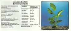 Akvarijske rastline Anubias barteri