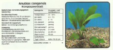 Akvarijske rastline Anubias congensis