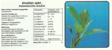 Akvarijske rastline Anubias spec