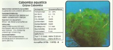 Akvarijske rastline Cabomba aquatica