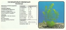Akvarijske rastline Ceratophyllum demersum