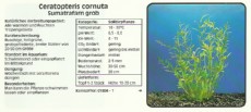 Akvarijske rastline Ceratopteris cornuta