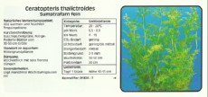 Akvarijske rastline Ceratopteris thalictroides