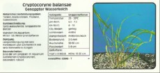 Akvarijske rastline Cryptocoryne balansae