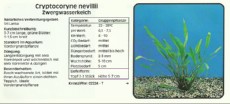 Akvarijske rastline Cryptocoryne nevillii