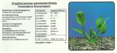 Akvarijske rastline Cryptocoryne pontederiifolia