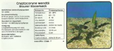 Akvarijske rastline Cryptocoryne wendtii 1