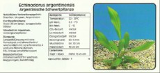 Akvarijske rastline Echinodorus argentinensis
